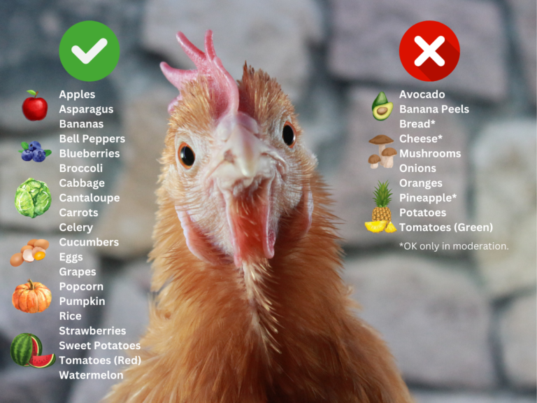 Can Chickens Eat Apples? Benefits, Risks, and How to Feed Them Safely