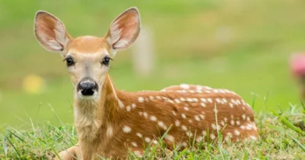 Baby Deer Spiritual Meaning