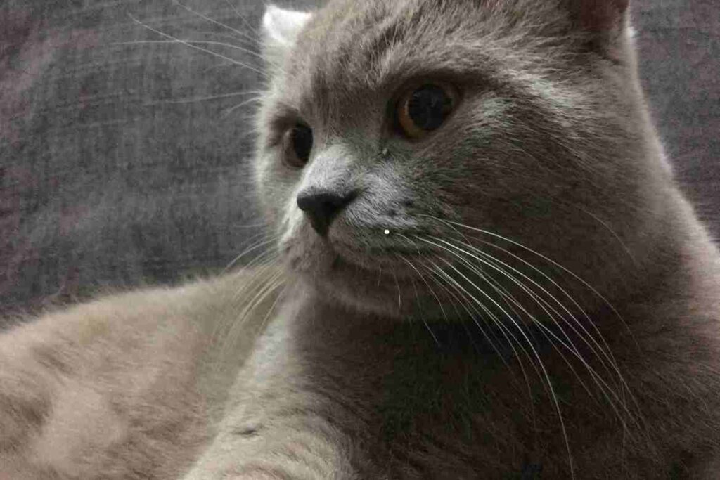 The Iconic British Shorthair and Its Lifespan