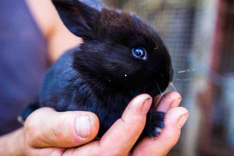 Flemish Giant Rabbit Lifespan: Everything You Need to Know