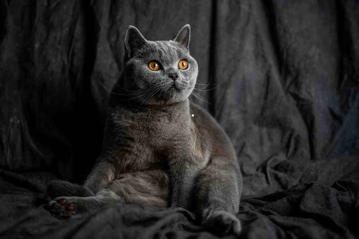 British Shorthair Lifespan