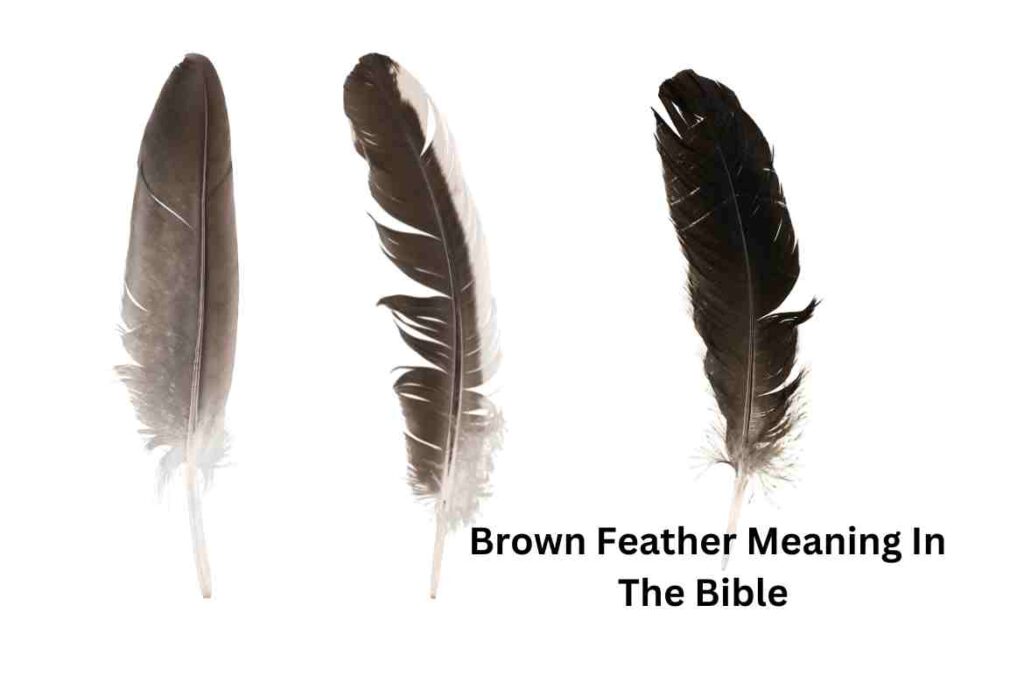 Brown Feather Meaning In The Bible 