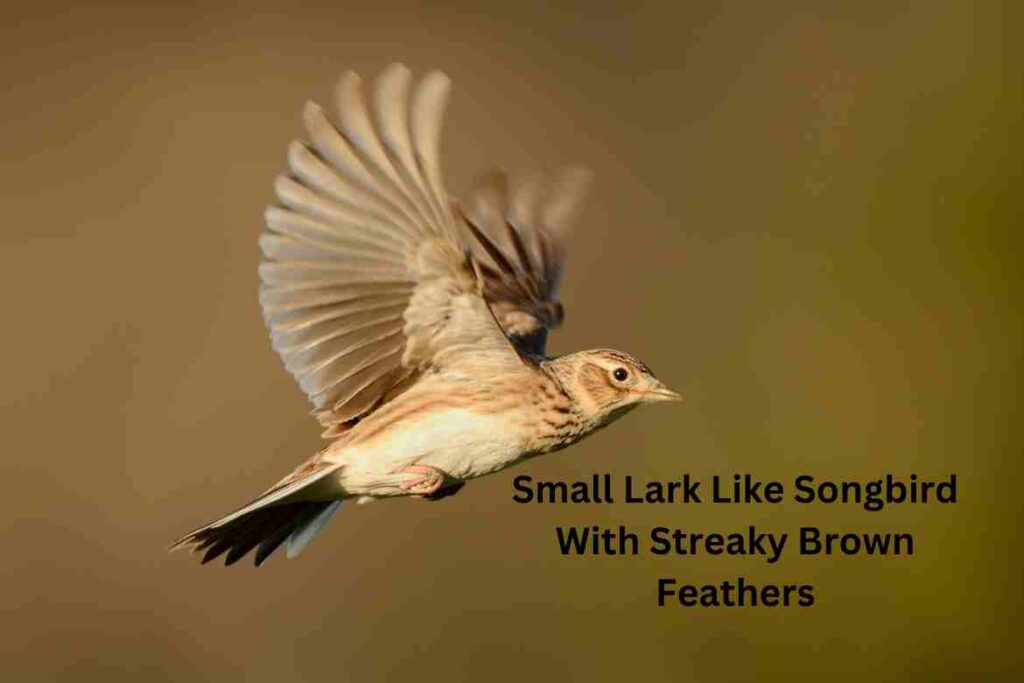 Small Lark Like Songbird With Streaky Brown Feathers