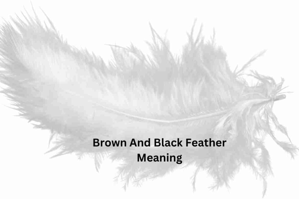 Brown And Black Feather Meaning