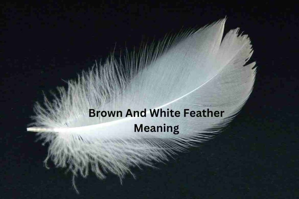 Brown And White Feather Meaning