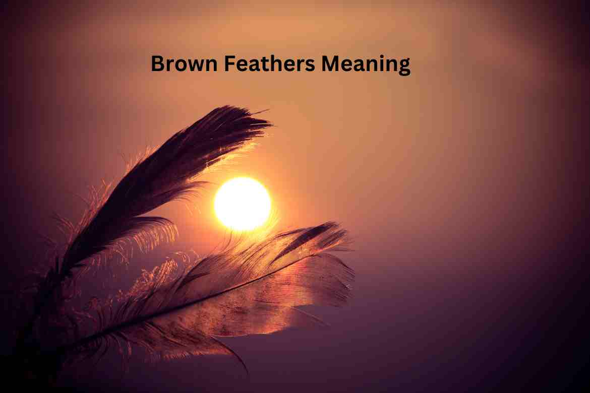 Brown Feathers Meaning