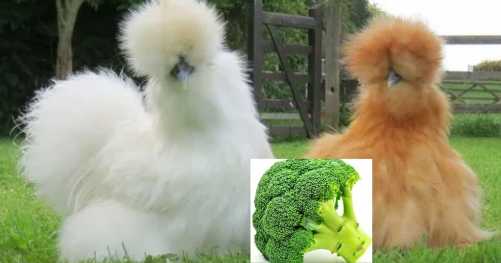 Can Chickens Eat Broccoli