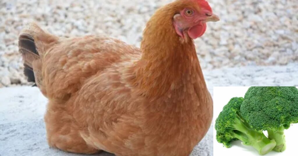 Can Chickens Eat Broccoli