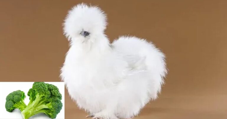 Can Chickens Eat Broccoli