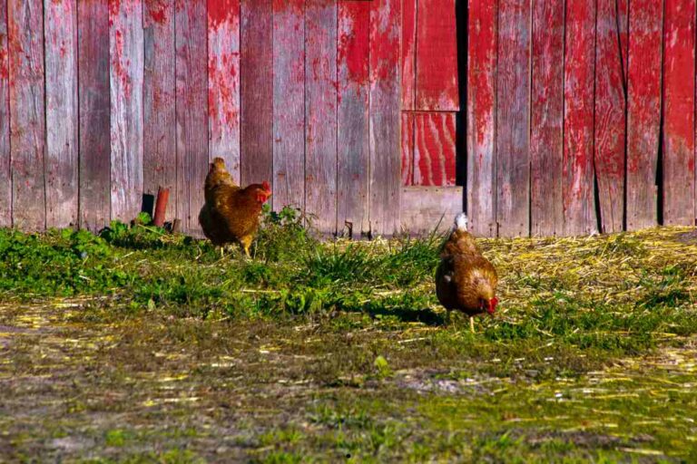 Can Chickens Eat Celery?