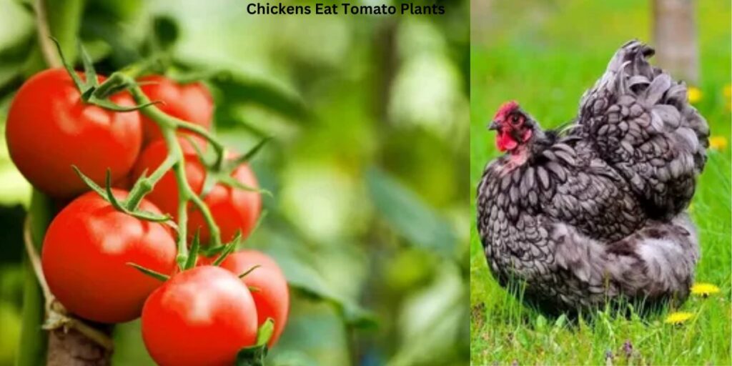 Can Chickens Eat Tomatoes