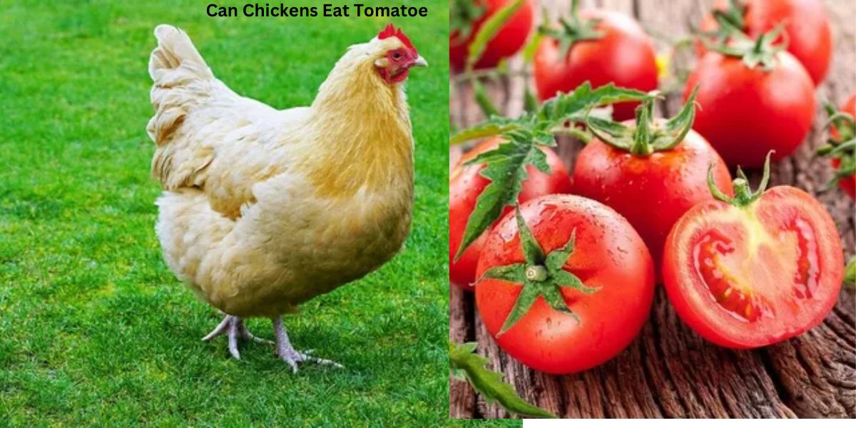 Can Chickens Eat Tomatoe