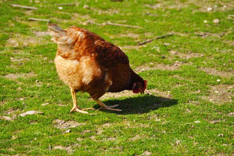 Can Chickens Eat Broccoli? Discover Benefits & Risks