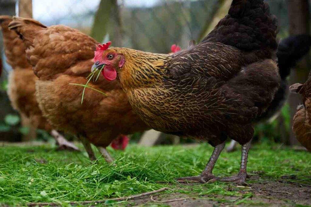 How to Feed Celery to Chickens?