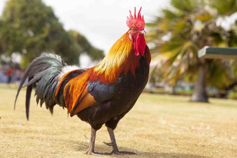 Can Roosters Fly? Exploring Their Flight Abilities and Heights