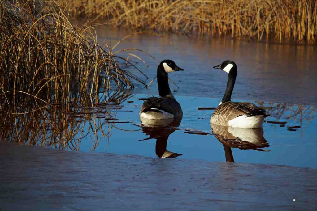 The Migration Patterns of Canadian Geese