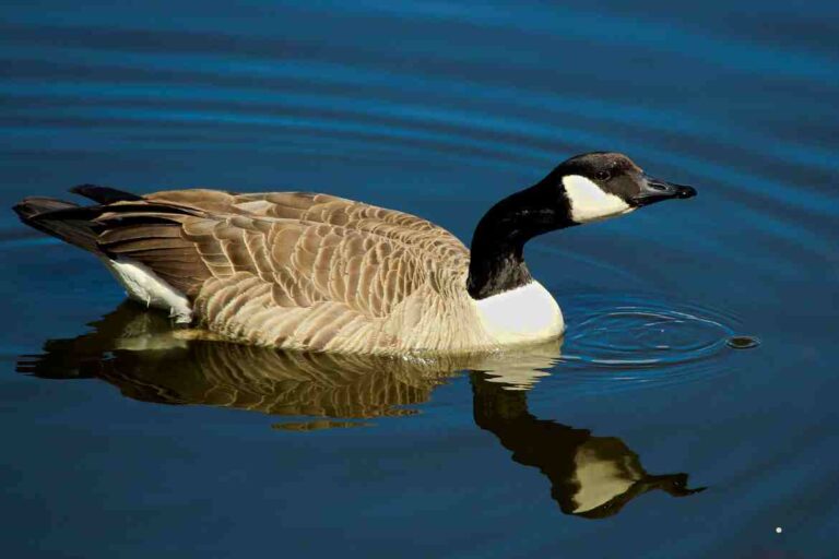 Canadian Goose Migration