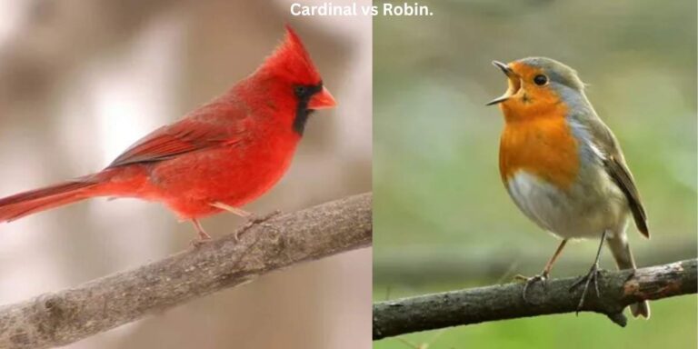 Cardinal vs Robin