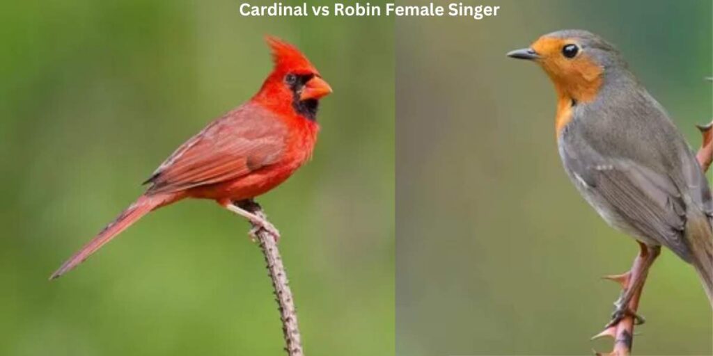 Cardinal vs Robin Female Singers