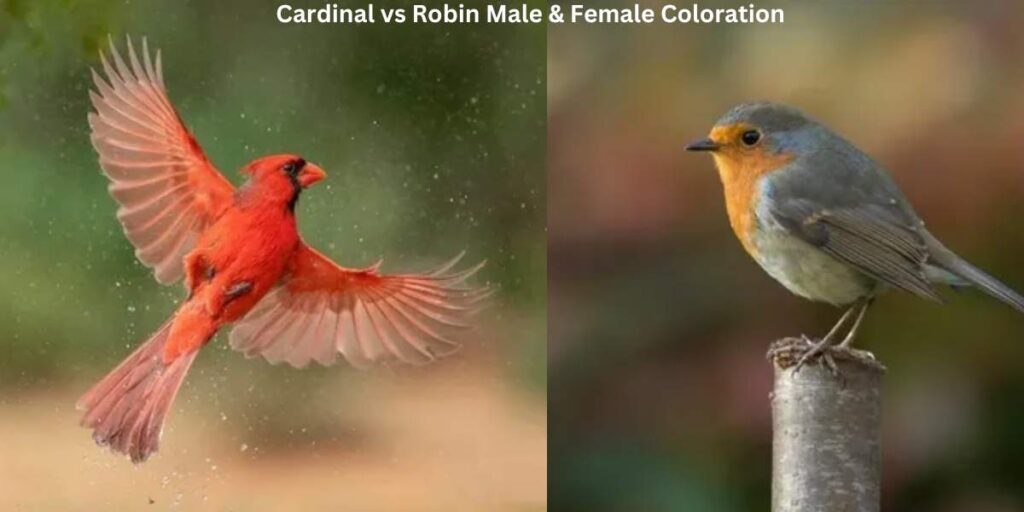 Cardinal vs Robin