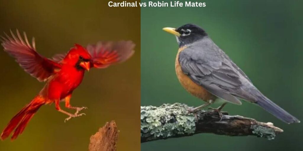 Cardinal vs Robin