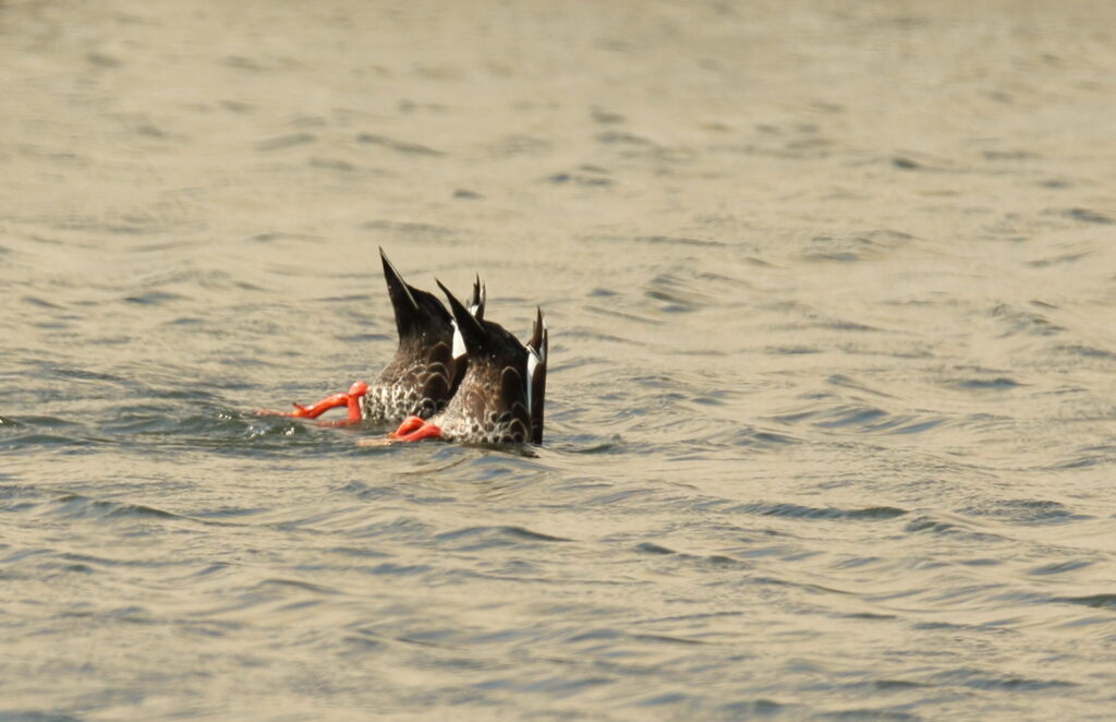 Types of Ducks and Their Flying Abilities