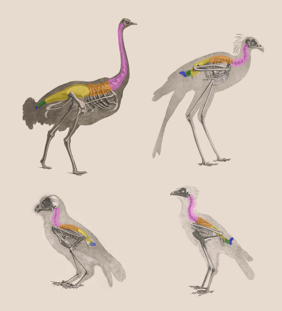 Anatomy of Flight: How Ducks are Built for Flying