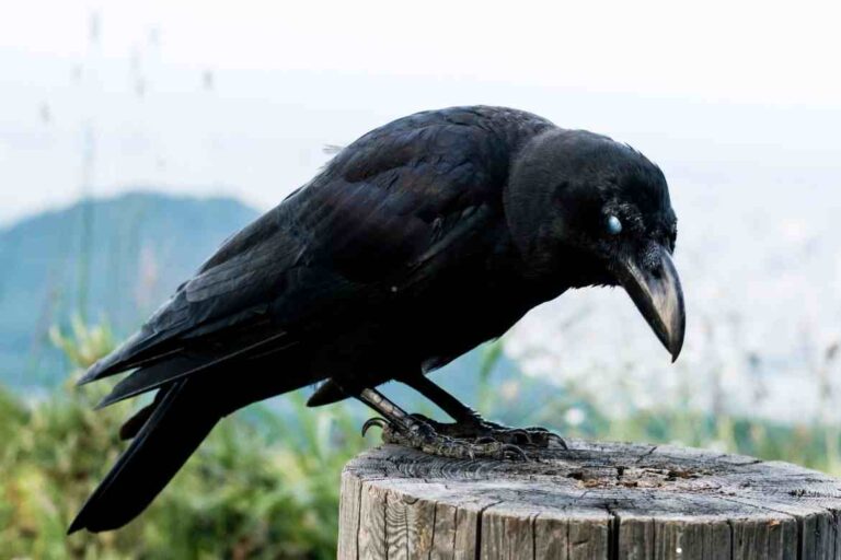 How Many Crows Make A Murder? 