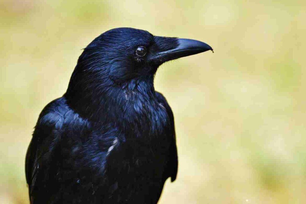 How Many Crows Make A Murder? 