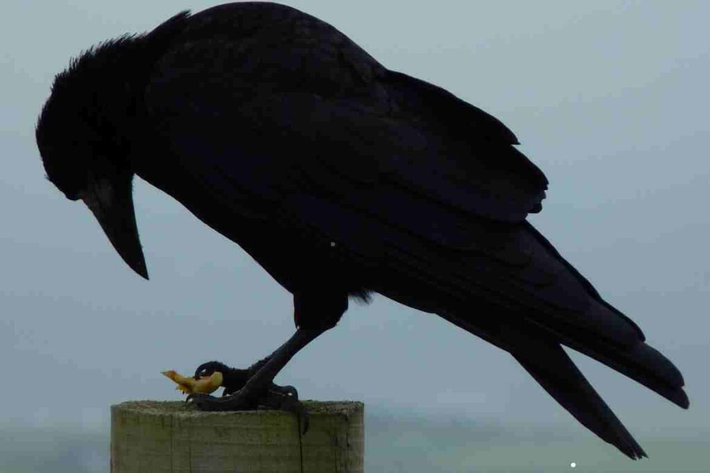 How Many Crows Make A Murder? 