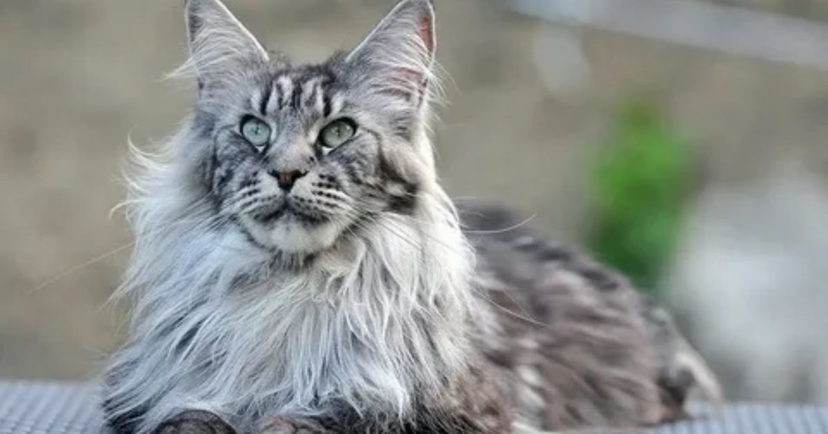 Maine Coon Cat