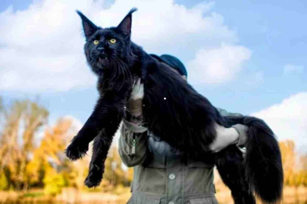 Maine Coon in Comparison with Dogs