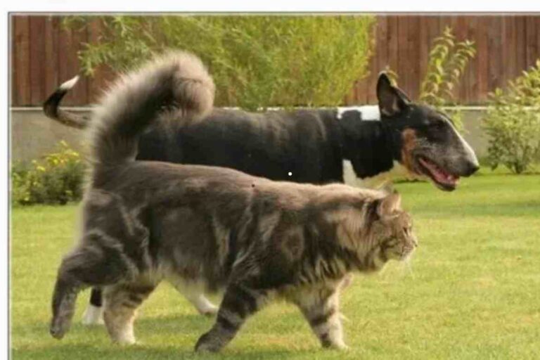 Maine Coon Size Comparison to Dog: Understanding the Giant Feline