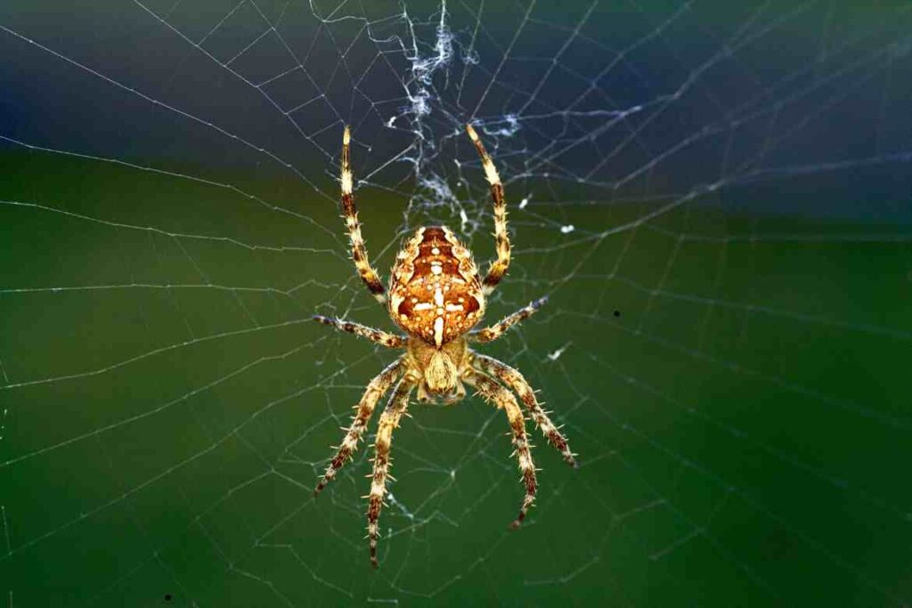 Male Black Widow Spider Markings