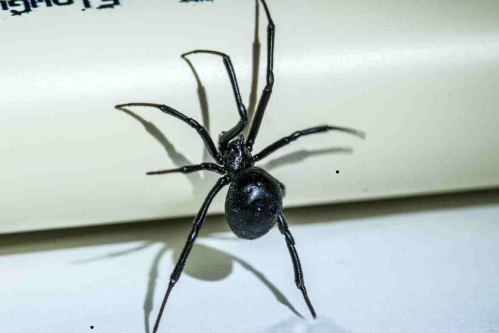 Male Black Widow Spider Markings