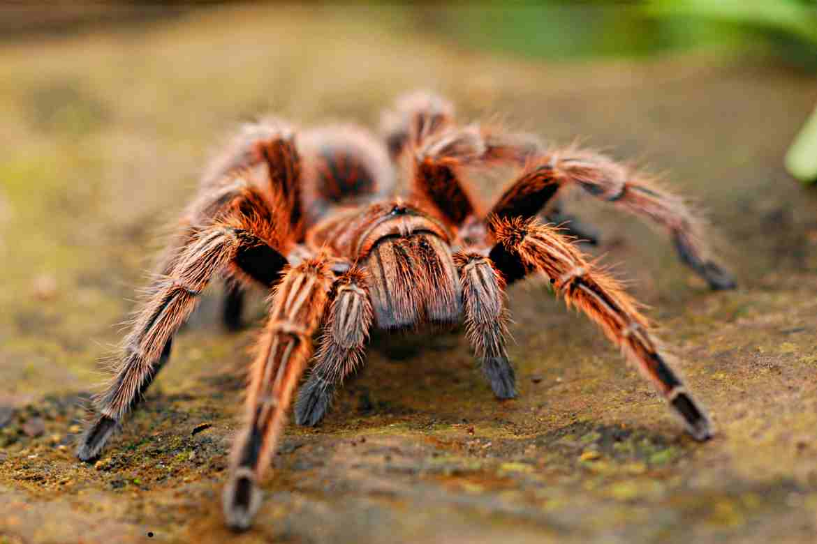 Male Black Widow Spider Markings