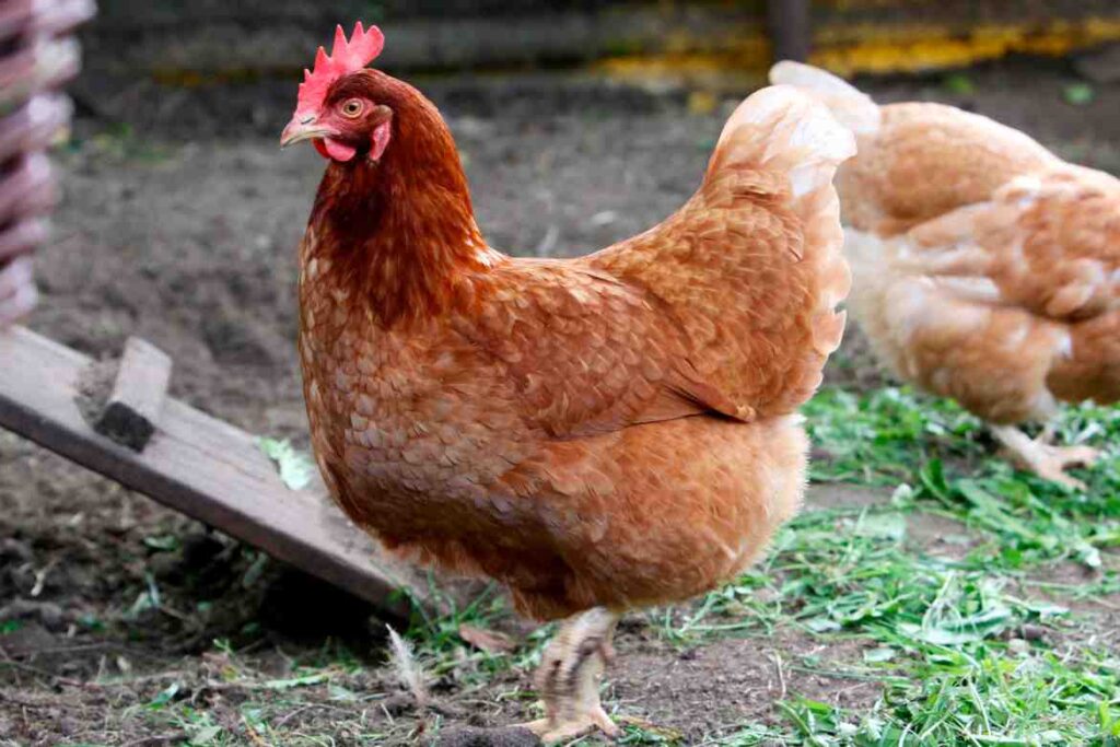 Nutritional Benefits of Celery for Chickens 