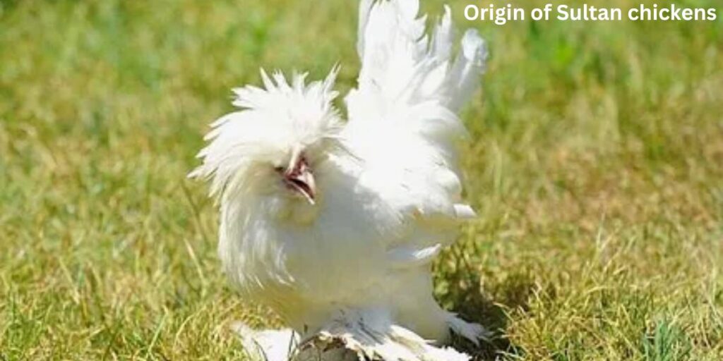 Origin of Sultan chickens