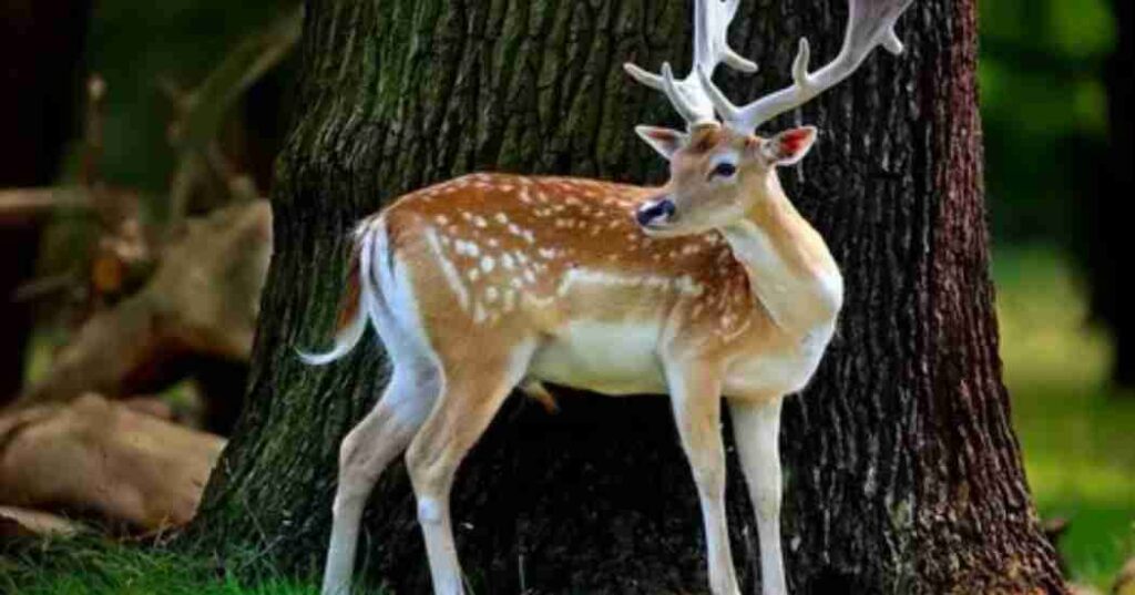 Seeing Deer Spiritual Meaning