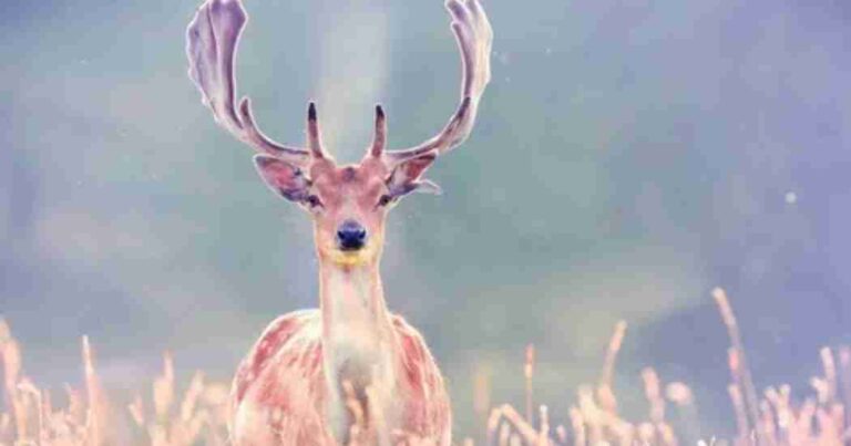 Seeing Deer Spiritual Meaning