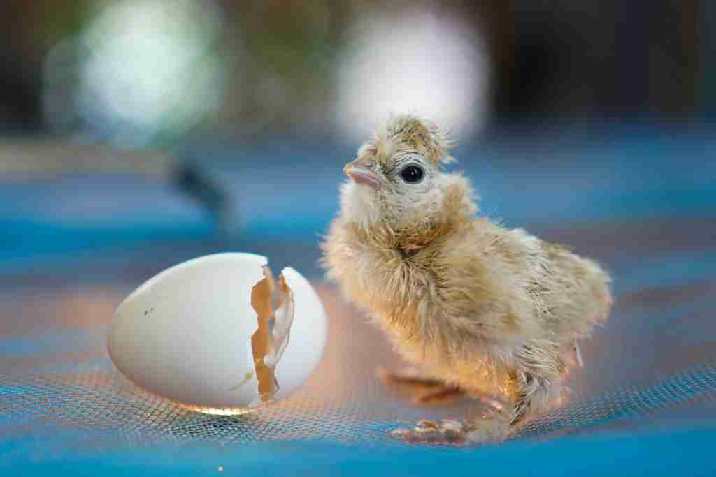 Silkie Chicken Egg Size