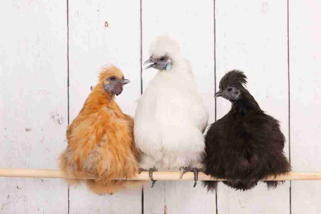 Silkie Chickens Colors: