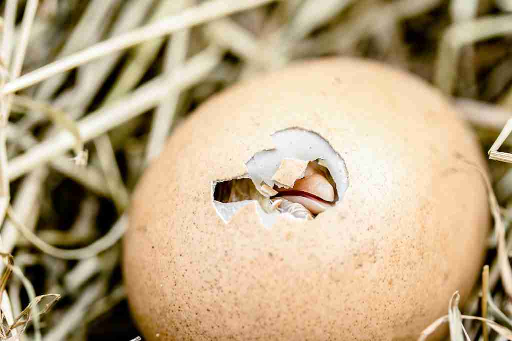 Silkie Chickens Eggs: