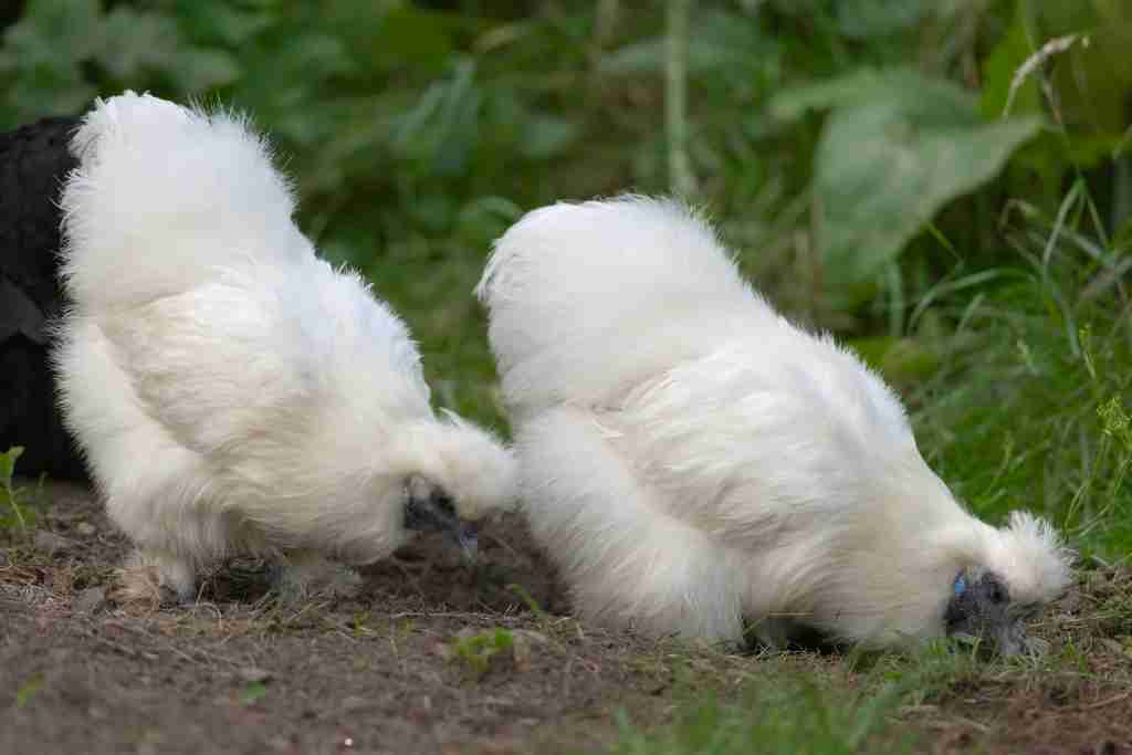 Silkie Chickens For Sale: