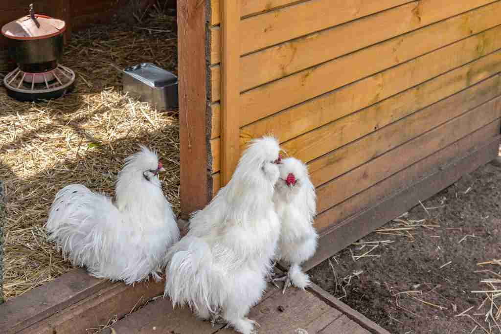 Silkie Chickens?