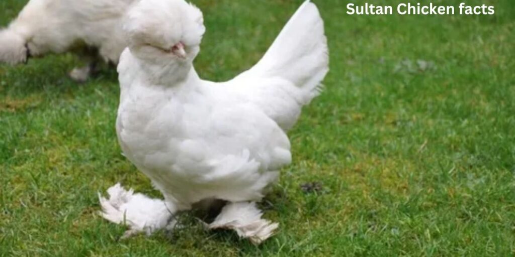 Sultan chicken 