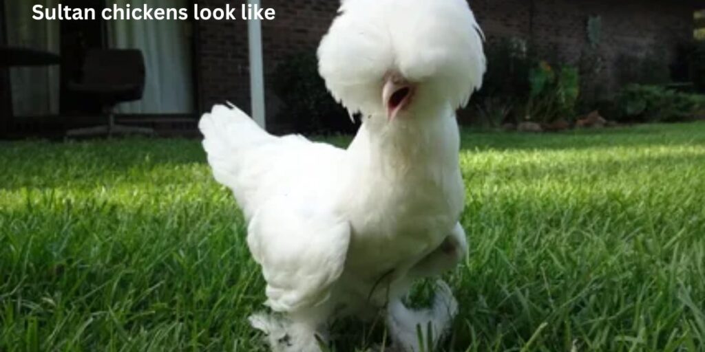 Sultan chickens look like