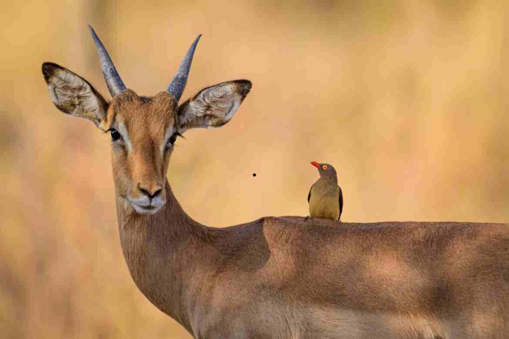 Top 15 Animals with Big Foreheads – One Interesting