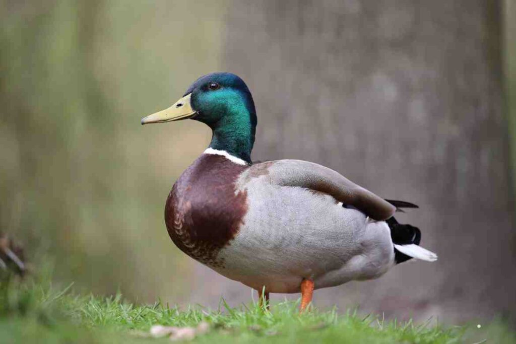 The Diet of Mallard Ducks