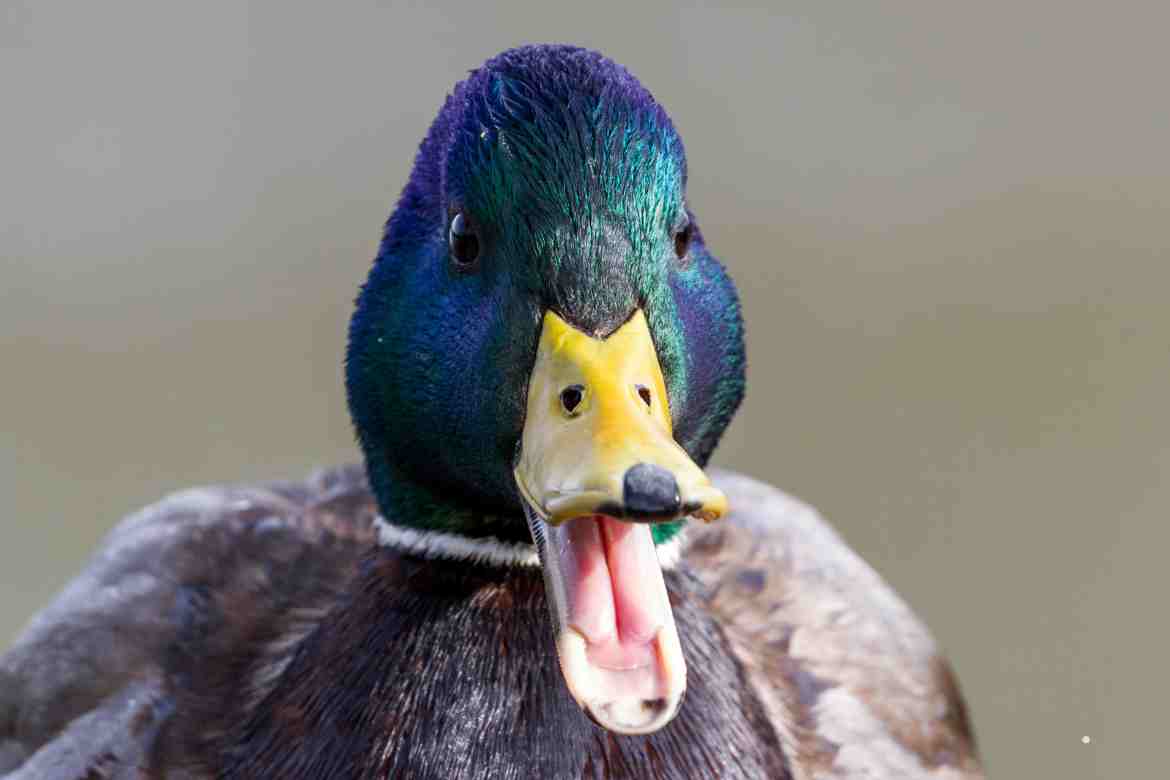 What Do Mallard Ducks Eat? A Comprehensive Guide to Their Diet